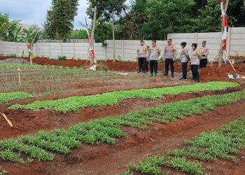 Wakapolres lakukan peninjauan lahan ketahanan pangan Polres Metro Jakarta Timur