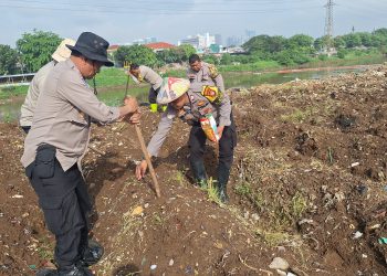 Jaga Ketahanan Pangan Polsek Metro Tanah Abang Lakukan Penanaman Jagung Di Bantaran Kali Ciliwung