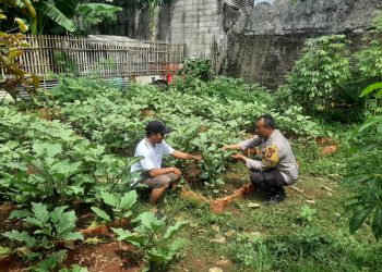 Pembinaan lahan pekarangan ketahanan pangan, Bhabinkamtibmas serahkan bibit tanaman ke Poktan