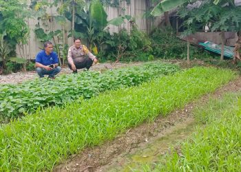 Polisi Dukung Ketahanan Pangan, Bhabinkamtibmas Cakung Timur Bina Pekarangan Bergizi