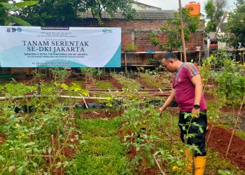 Polsek Makasar Panen Sayuran Bergizi, Dukung Ketahanan Pangan Warga
