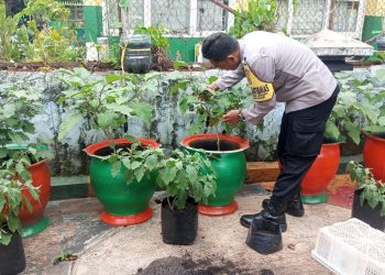 Bhabinkamtibmas Pinang Ranti Tinjau Perkembangan Lahan Ketahanan Pangan
