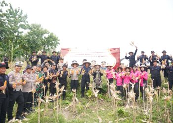 Sat Brimob Polda Jateng Panen Raya di Sragen, Dukung Ketahanan Pangan Nasional