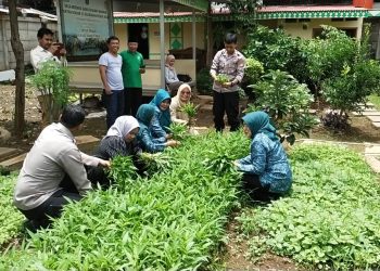 Sinergi untuk Ketahanan Pangan, Polsek Kebon Jeruk Panen Jagung, Kangkung, dan Jamur