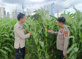Polsek Metro Tanah Abang Memiliki Kebun Jagung di Pusat Kota, Dapat Menjadi Bentuk Kreativitas dan Inovasi Baru
