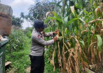 Dukung Ketahanan Pangan, Polisi Dampingi Warga Panen Jagung dan Terong di Ujung Menteng