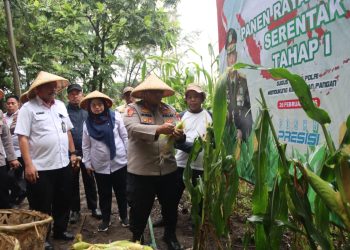 Kapolres Kepulauan Seribu Ikuti Panen Raya Jagung Serentak Tahap 1 di Pulau Karya