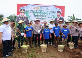 Polda Metro Jaya Panen Raya Jagung, Dukung Ketahanan Pangan Nasional