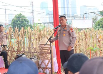 Polda Metro Jaya Panen Jagung di Bantaran Kali Ciliwung Tanah Abang, Jakarta Pusat
