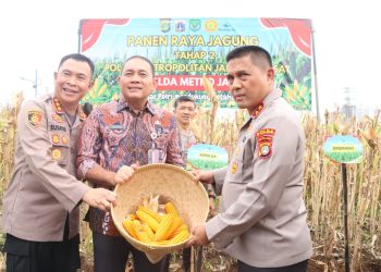 Polda Metro Jaya Panen Jagung di Bantaran Kali Ciliwung Tanah Abang, Jakarta Pusat
