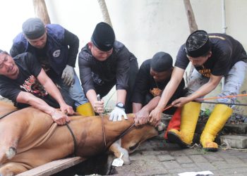 Kapolsek Kemayoran Pimpin Langsung Pemotongan Hewan Qurban