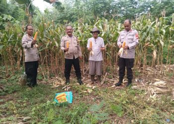 Polsek Pesanggrahan Panen Jagung Bersama Kelompok Tani Asta Cita, Dukung Ketahanan Pangan