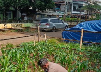 Polsek Senen Rawat Kebun Jagung, Wujud Ketahanan Pangan Bersama Warga