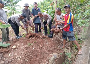 Dukung Ketahanan Pangan, Polsek Pesanggrahan Panen 100 Kg Singkong Organik Bersama Kelompok Tani Asta Cita