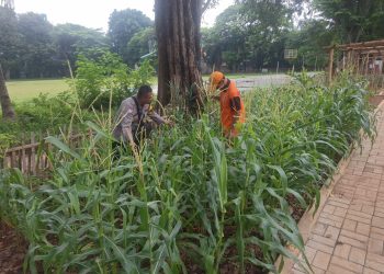 Bhabinkamtibmas Pegangsaan Lakukan Pemeliharaan Tanaman Jagung dan Sayuran di RPTRA Borobudur