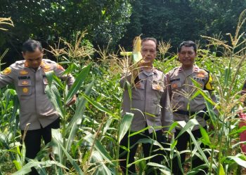 Polsek Setu Gelar Panen Jagung Program Ketahanan Pangan di Desa Ragemanunggal