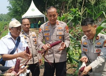 Polri Panen Raya Jagung di Eco Wisata Kapuk Muara, Wujud Nyata Ketahanan Pangan Nasional
