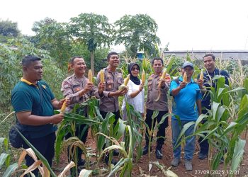 Panen Raya Jagung Serentak Kuartal III, Polsek Kelapa Gading Ikut Sukseskan Gerakan Pangan Nasional