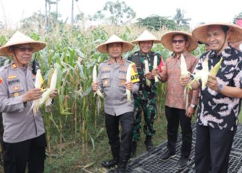 Panen Raya Jagung Serentak Kuartal III Digelar di Kota Tangerang: Wujud Komitmen Polri Dukung Ketahanan Pangan Nasional