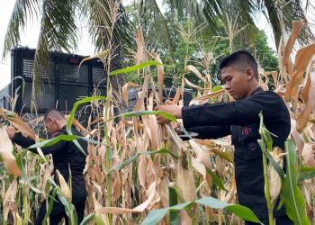 Brimob Polda Metro Jaya Dukung Program Ketahanan Pangan Lewat Panen Jagung dan Aksi Bersih Lingkungan