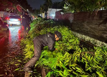 Brimob Polda Metro Jaya Sigap Evakuasi Pohon Tumbang di Kebayoran Baru, Arus Lalu Lintas Kembali Lancar