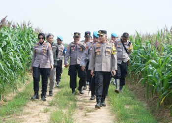 Kapolres Metro Bekasi Tinjau Lahan Ketahanan Pangan Polda Metro Jaya di Cikarang Pusat, Pastikan Progres Tanam Jagung Sesuai Target