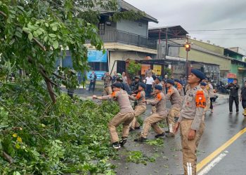 Sigap Brimob Metro Jaya Tangani Pohon Tumbang di Ciputat