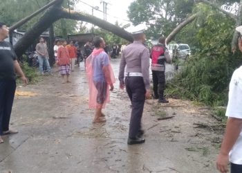 Sigap Hadapi Dampak Hujan Angin, Polisi Evakuasi Pohon Tumbang di Jalan Raya PLP Curug