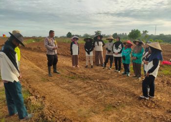 Polsek Cikarang Pusat Kawal Program Jagung Pipil 50 Hektare, Dukung Ketahanan Pangan Nasional