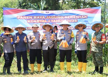 Kapolres Bekasi Kota Pimpin Panen Raya Jagung di Jatiasih