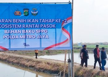 Ditpolairud Polda Metro Jaya Tebar 300 Ribu Benih Udang Windu di Muaragembong Bekasi