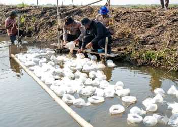 Dukung Ketahanan Pangan, Polda Metro Jaya Tebar 15 Ribu Benih Bandeng dan 150 Ribu Udang Vaname di Muaragembong, Perkuat Ketahanan Pangan