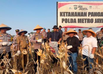 Polres Metro Bekasi Panen Raya Jagung Kuartal 1 Tahun 2026 di Lahan Ketahanan Pangan Polda Metro Jaya