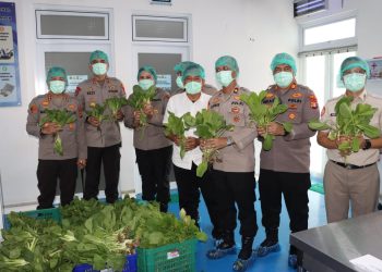 Polda Metro Jaya Panen 82 Kilogram Pakcoy untuk Dukung Program Makan Bergizi Gratis