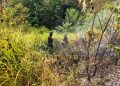 Pantau Karhutla, Satbrimob Polda Jambi Bersama Instansi Terkait Patroli Kawasan Konservasi Gajah di Tebo