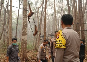 Perkuat Patroli Hutan Terpadu, Rescue Satwa Terdampak dan Pengamanan agar Orang Utan Terlindungi